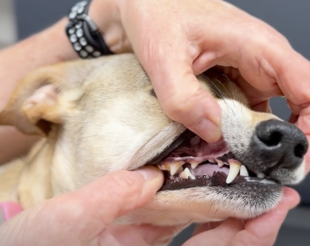 pet dental care - Learning Center
